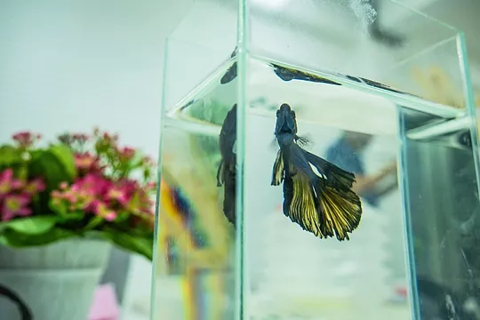 Можно ли держать рыбку петушка в банке?