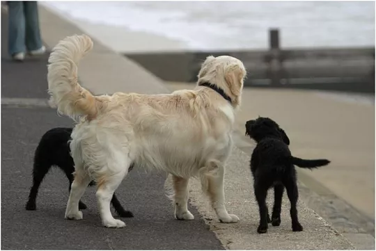 Почему собаки виляют хвостами?