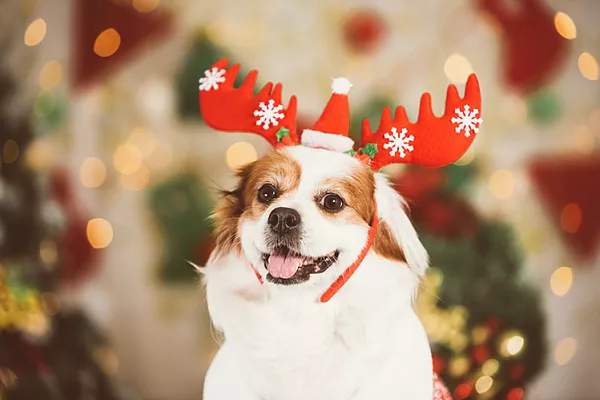 Что подарить собаке и кошке на Новый год?