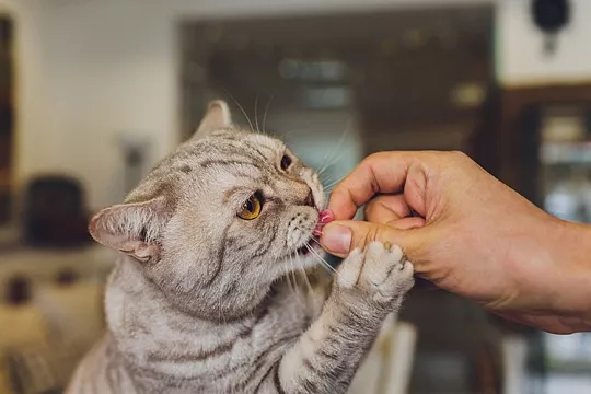 Рацион стерилизованных кошек: корм и лакомства