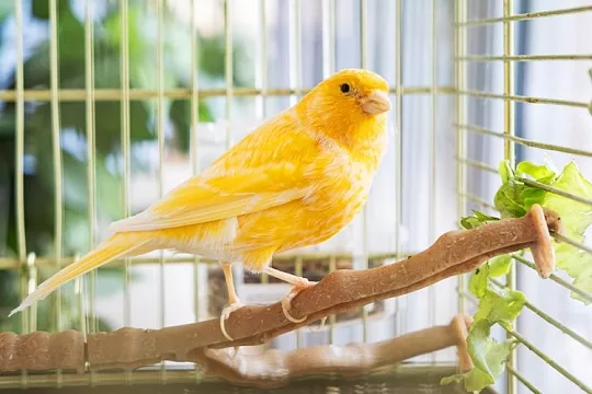Самки канареек на самом деле умеют петь