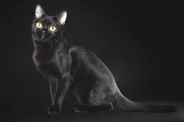 Бомбейская кошка