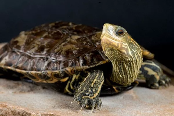 Каспийская черепаха
