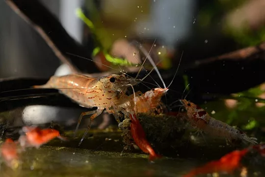 Интересные виды креветок для аквариума