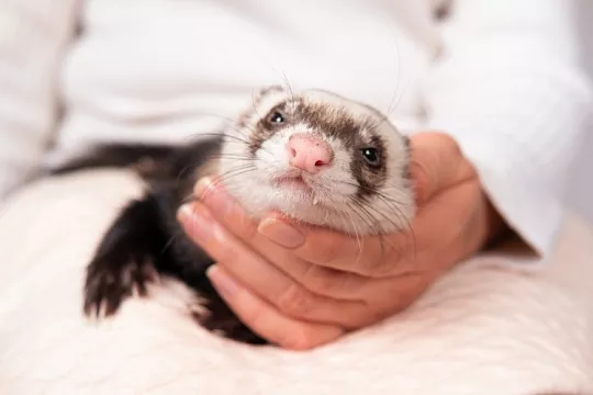 Сколько живут хорьки и как превратить своего питомца в долгожителя