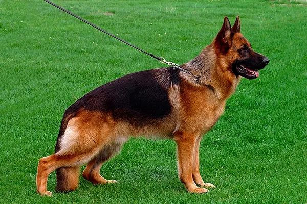 Немецкая овчарка