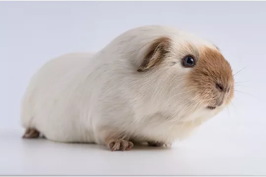Калифорнийская морская свинка