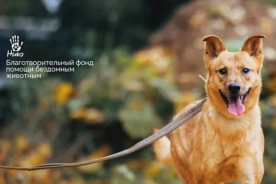 Фонд «Ника» расскажет о новых стратегиях развития приютов