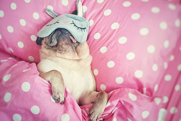 Сколько спят собаки?