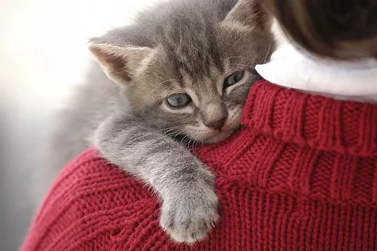 Стресс у котенка
