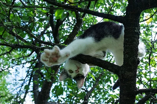 Как снять кота с дерева?
