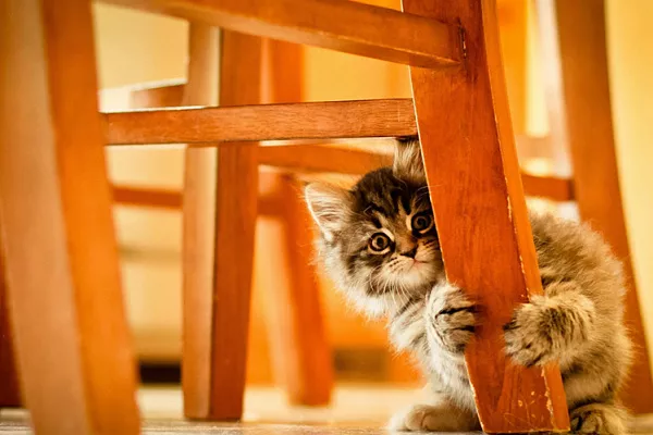 Как отучить котенка драть обои и мебель?