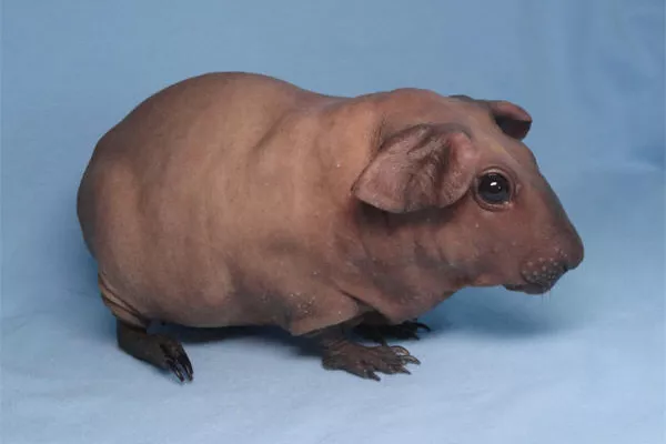 Морская свинка болдуин