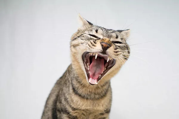 Почему кошка кричит ночью