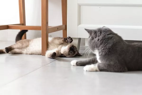 Две кошки в квартире: хорошо это или не очень? Новые рекомендации ученых