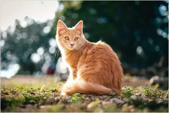 Как назвать рыжего кота или кошку