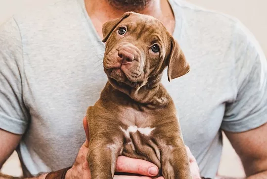 5 основных ошибок в воспитании щенка