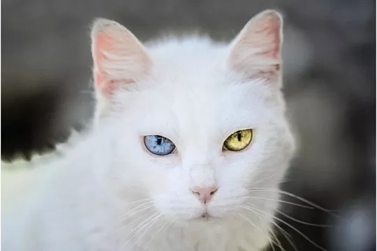 Необычные имена для кошек