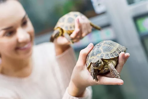 Сколько живут домашние черепахи?