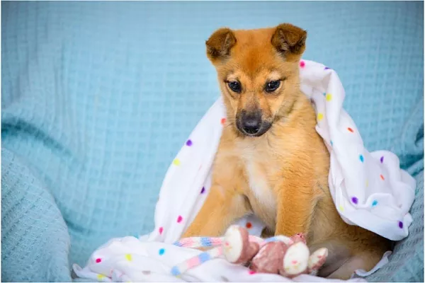 Обратная сторона антропоморфизма: стоит ли относиться к собаке как к ребенку