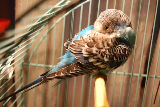 Расстройство пищеварения у птиц