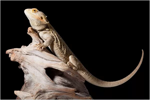 Бородатая агама: уход и содержание