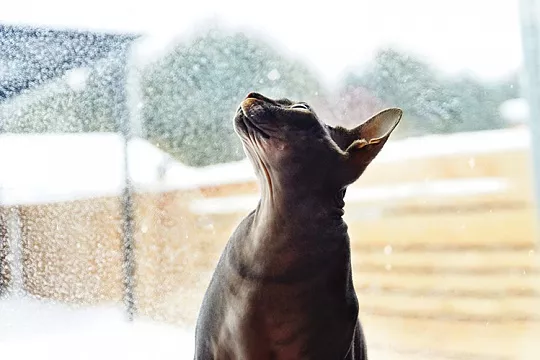 А ваша кошка готова к зиме?