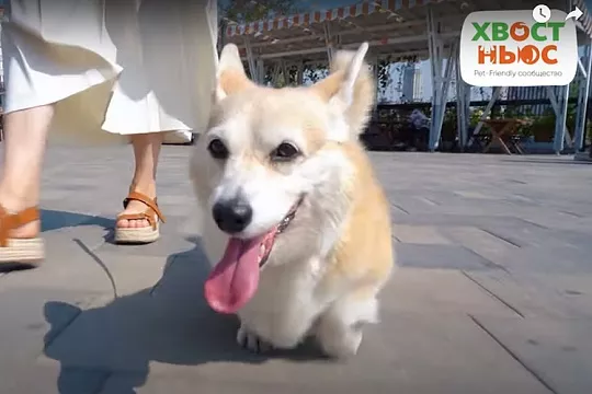 Плюша на Даниловском