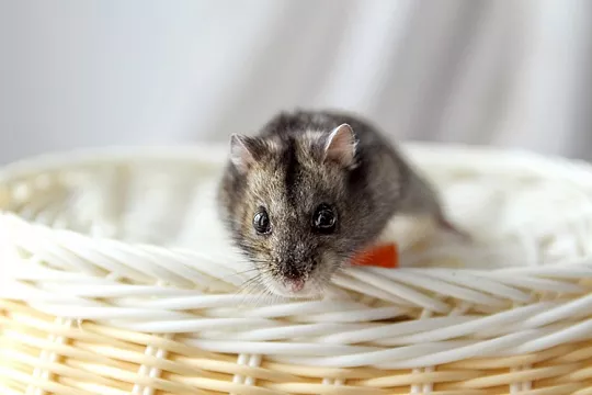 Можно ли выгуливать хомяка?