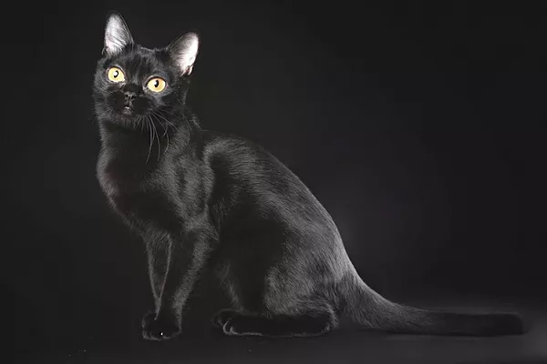 Бомбейская кошка