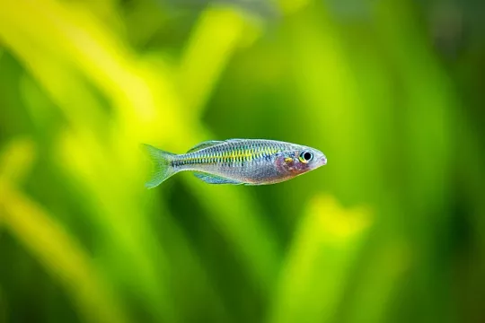 Радужницы в аквариуме: какие бывают и сложно ли за ними ухаживать 