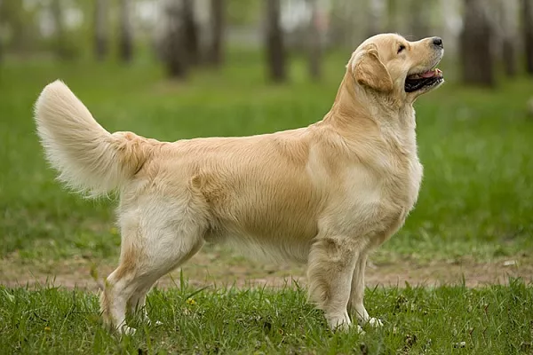 Золотистый ретривер (голден ретривер)