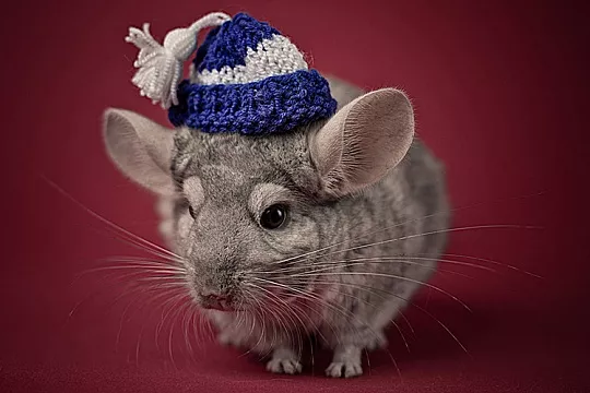 Простуда у шиншилл