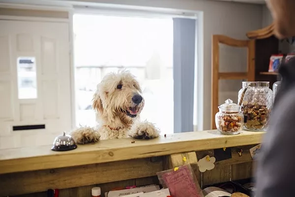 Российские отели смогут получить официальный значок Pet Friendly для размещения питомцев