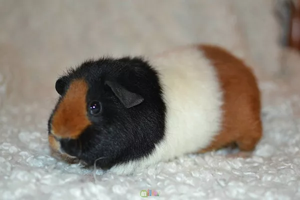 Морская свинка тедди
