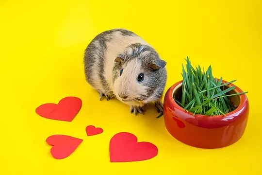 Чем кормить грызуна весной?