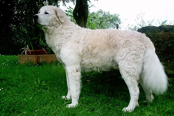 Венгерский кувас