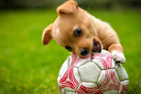 Игры с щенками