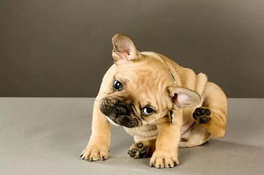 Чем кормить собаку при пищевой аллергии