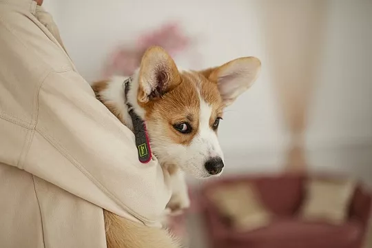 Чек-ап для собак и кошек. Насколько полезна диспансеризация «на всякий случай» 