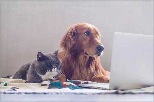 На прогулку в интернет: аккаунт питомца в соцсетях