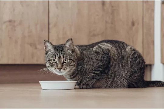 Производитель кормов Chammy опроверг наличие свинца в своей продукции. Это подтверждает новое исследование