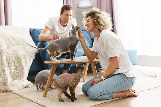 Кот или кошка: кого выбрать