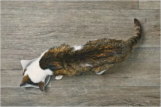 Сколько может прожить кошка без еды?