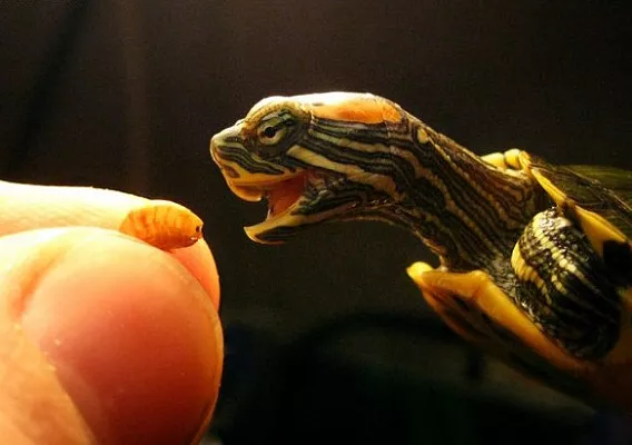 Можно ли кормить черепаху гаммарусом?