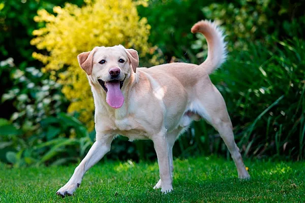 Лабрадор ретривер