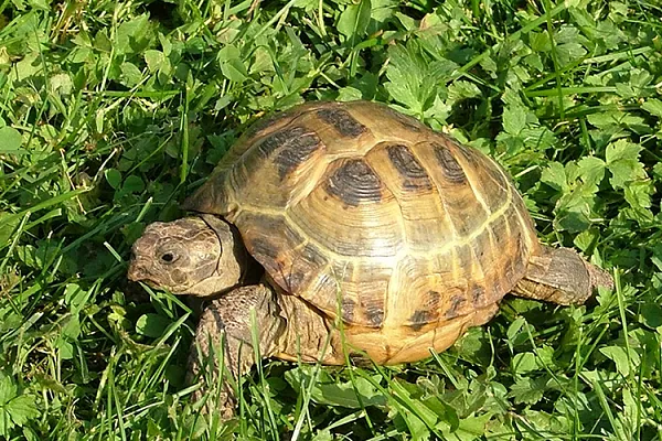 Среднеазиатская черепаха