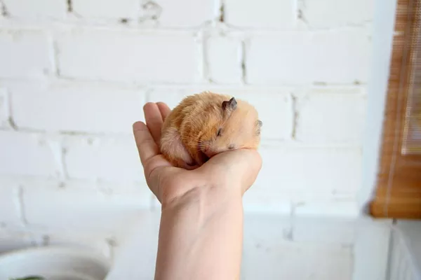 Впадают ли хомяки в спячку