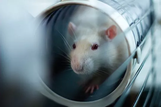 V-Фонд и помощь крысам: как волонтеры-супергерои спасают грызунов из лабораторий и зачем это нужно