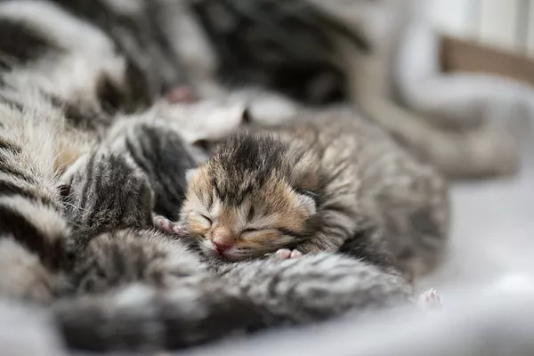 Как ухаживать за новорожденным котенком?